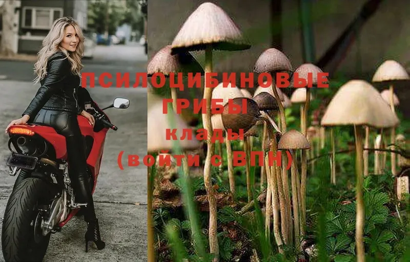 Псилоцибиновые грибы Psilocybine cubensis  Иннополис 